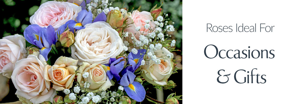 View Roses Ideal For Occasions & Gifts